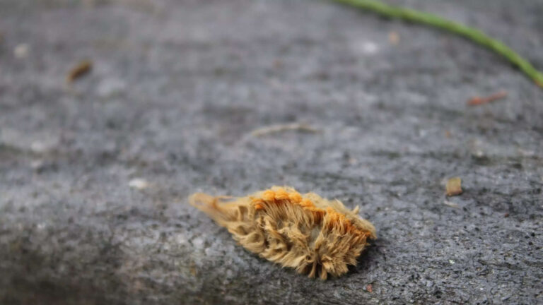 Beware of thisncaterpillar as it can be really dangerous