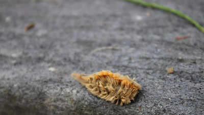 Beware of this moustache like caterpillar as it can be really dangerous