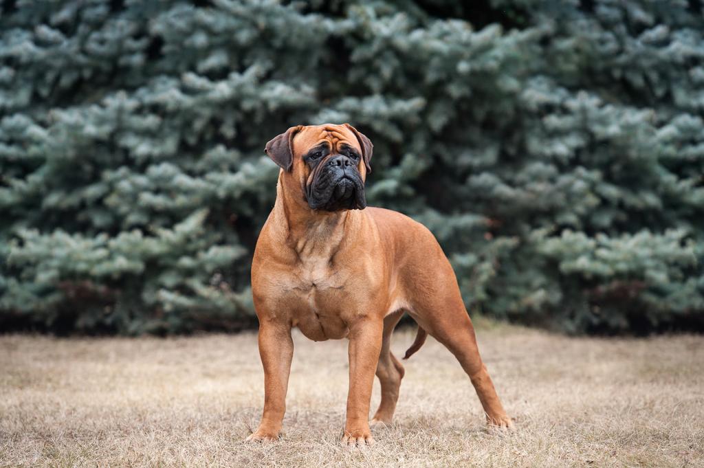 The 7 Best Dog Breeds for Home Protection