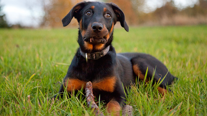 The 7 Best Dog Breeds for Home Protection