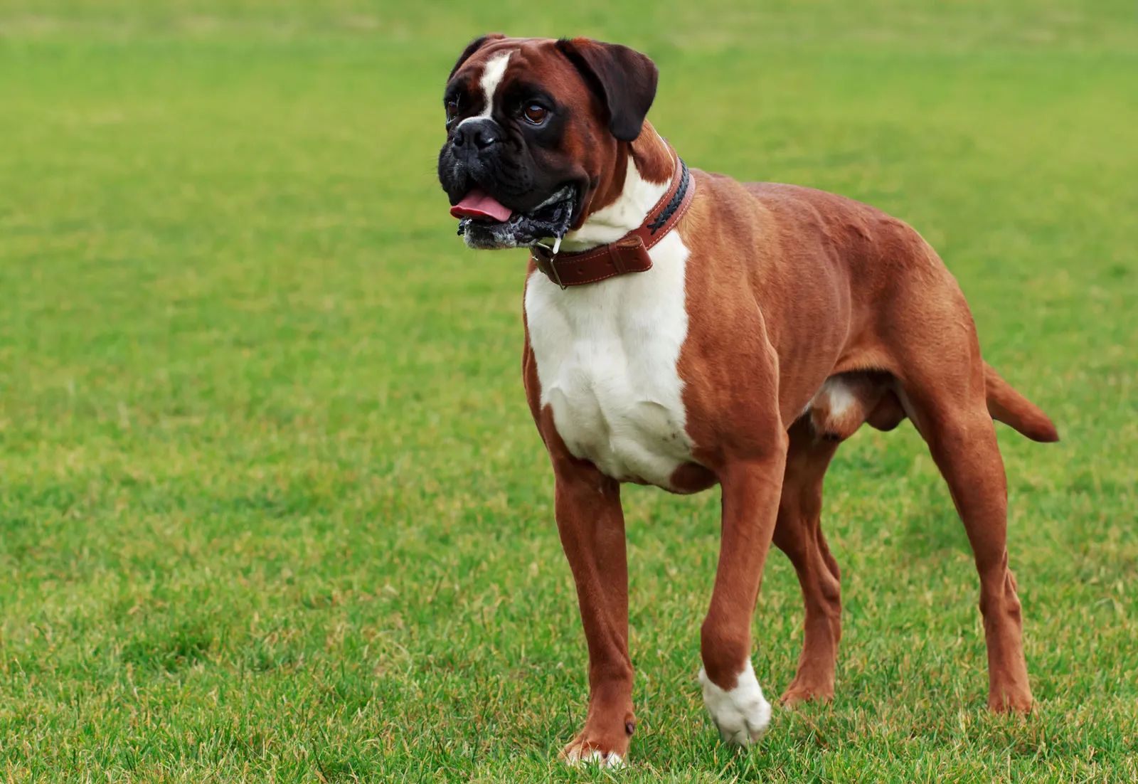 The 7 Best Dog Breeds for Home Protection