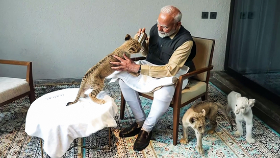 How PM Modi interacted with lions and tigers, played with cubs at Jamnagar's Vantara 