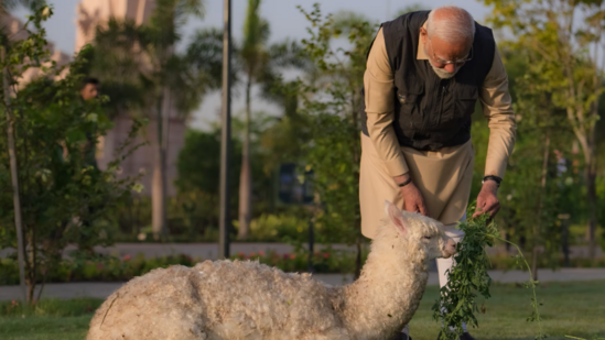 How PM Modi interacted with lions and tigers, played with cubs at Jamnagar's Vantara 