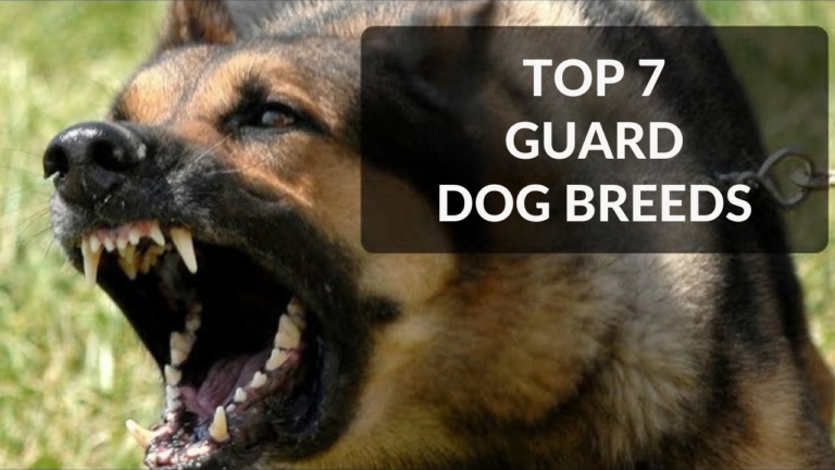 The 7 Best Dog Breeds for Home Protection