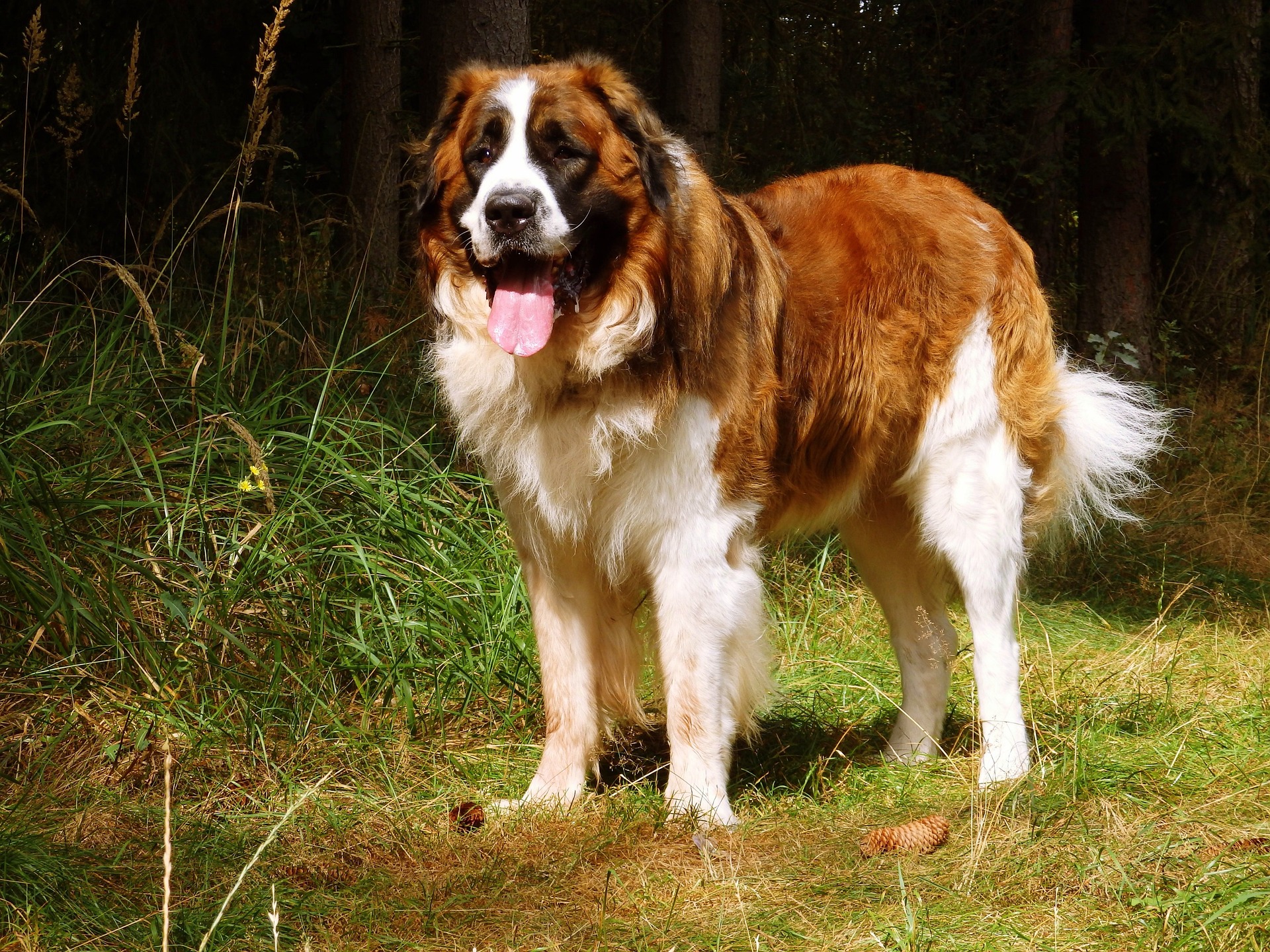 The 7 Best Dog Breeds for Home Protection